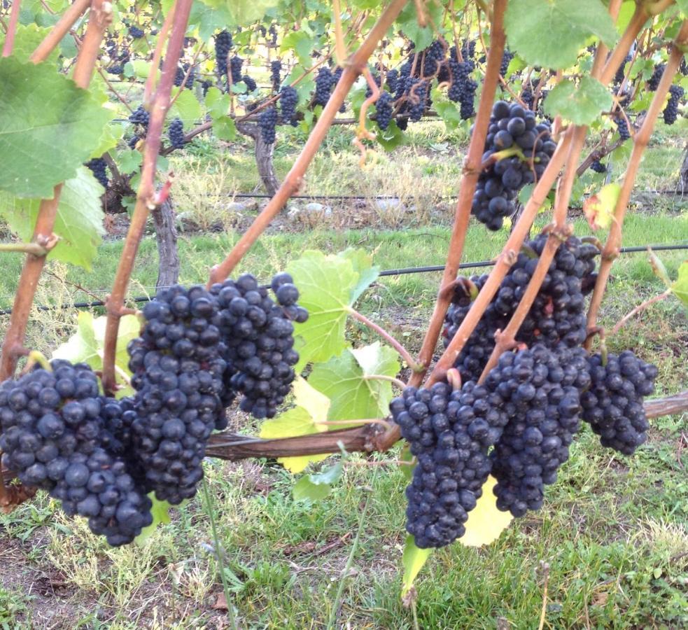 'The Crib' On Legacy Vineyard Villa Alexandra Rum bild